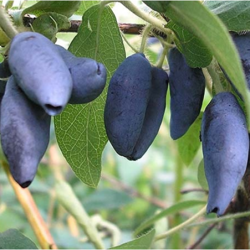 Жимолость Блакитне веретено