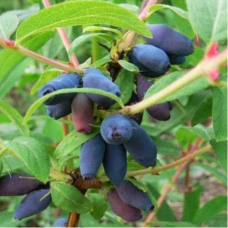 Жимолость Дует