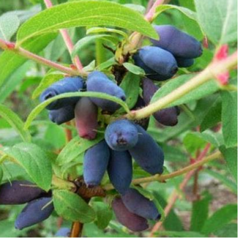 Жимолость Дует