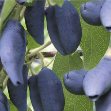 Жимолость Каріна