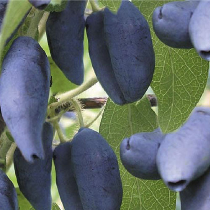 Жимолость Каріна