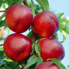 Некратин Біг Топ