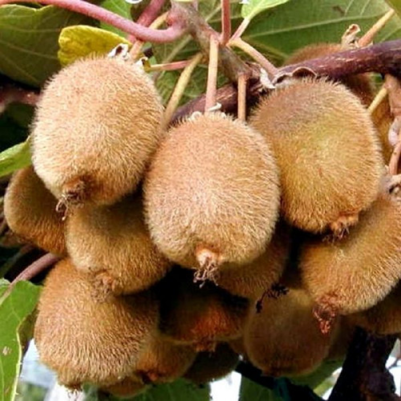 Ківі Боскоп