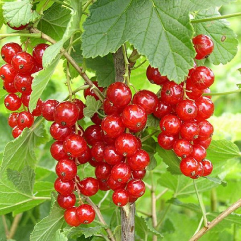 Порічка Сахарная