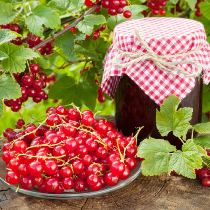 Порічка Сахарна