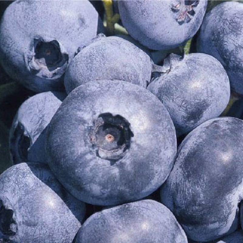 Лохина Патріот Лохина Патріот