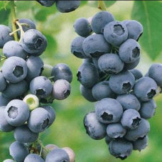 Лохина Чандрел