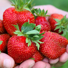 Полуниця Королева Элизавета