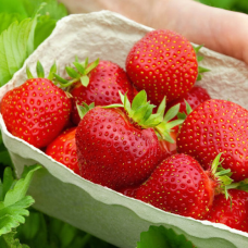 Полуниця Монтерей