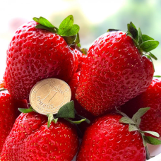 Полуниця Азія