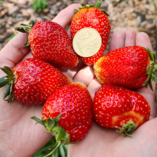 Полуниця Альбіон