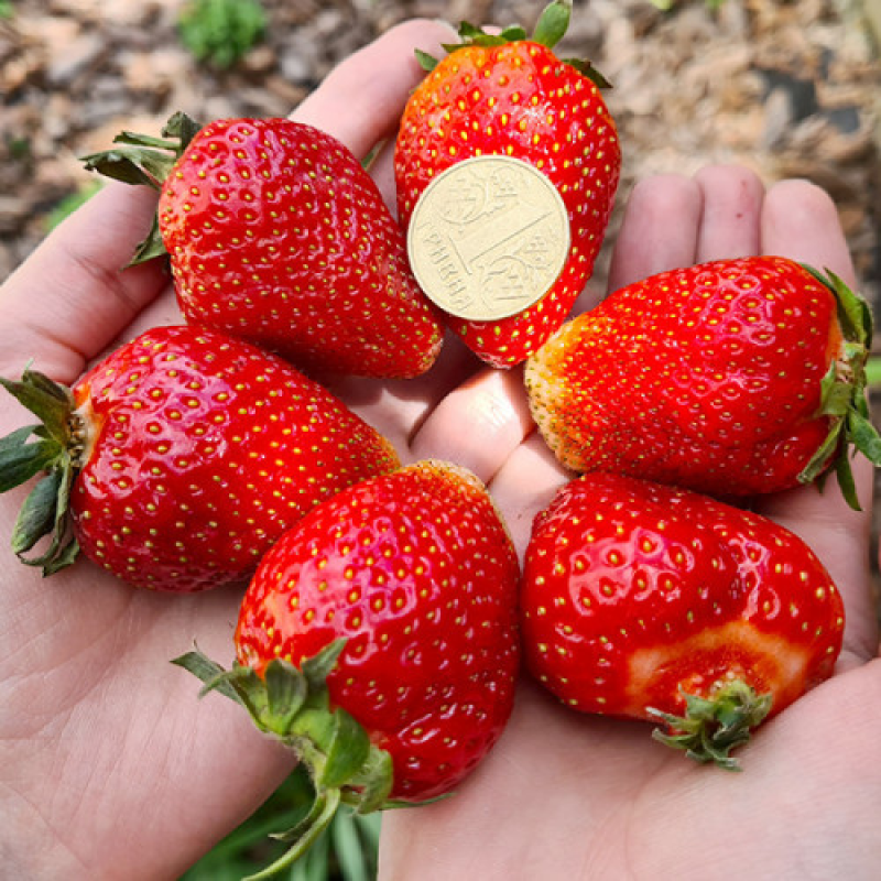 Полуниця Альбіон