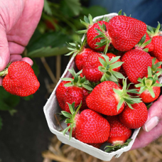 Полуниця Мальвіна