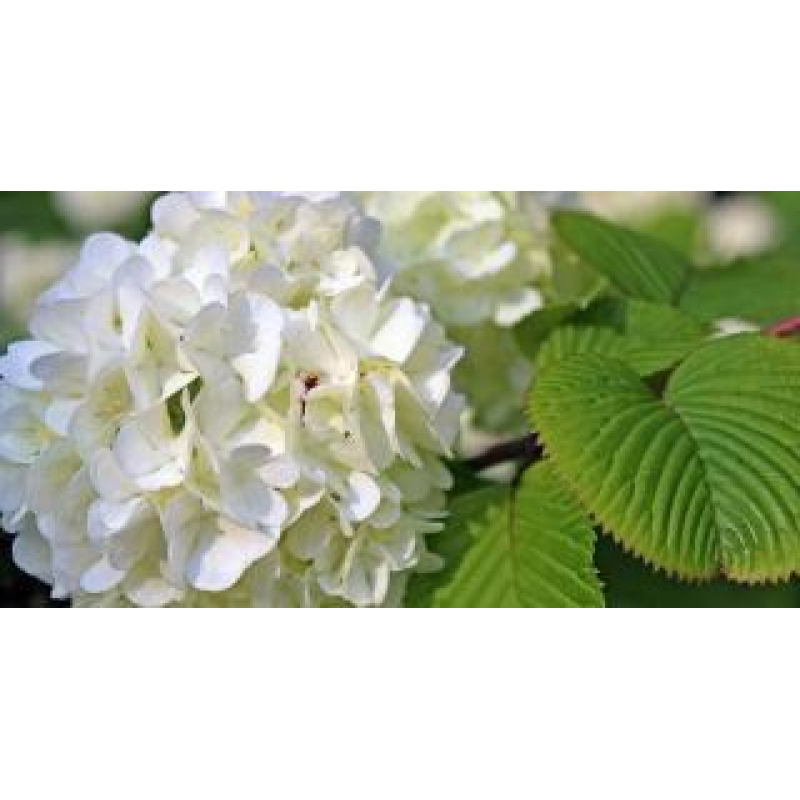 Гортензія шикоролиста  Alba