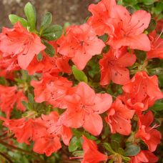 Рододендрон Азалія Гейша Оранж