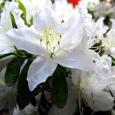 Ододендрон (Азалія японська) White ladyt