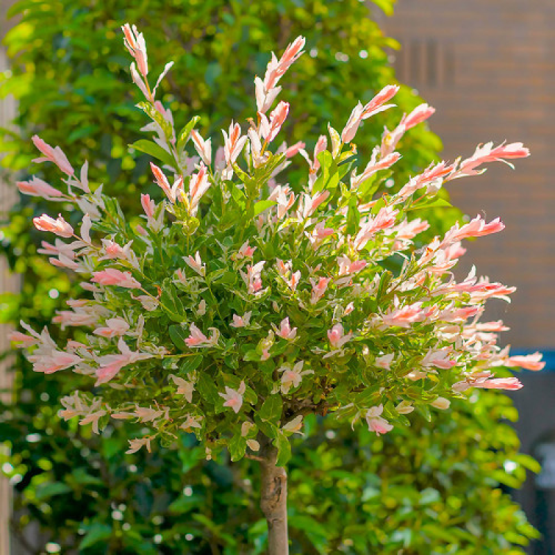 Верба на штамбі Хакуро