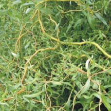 Іва декоративна Матсуди