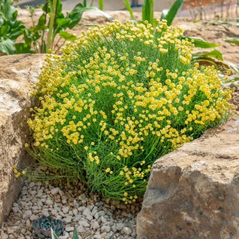 Сантоліно зелена Сантоліно зелена