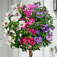 Гібіскус Трьохколор