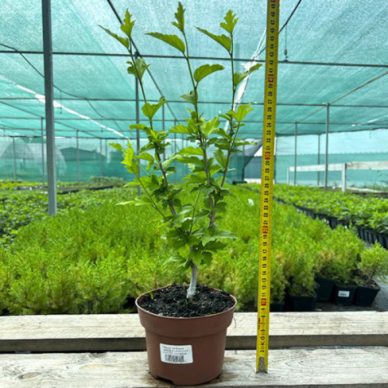 Гібіскус сирійський махровий White Chiffon