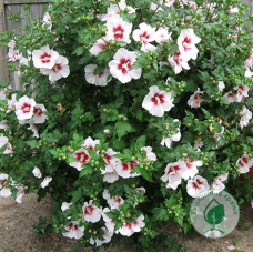 Гібіскус деревовидний белый