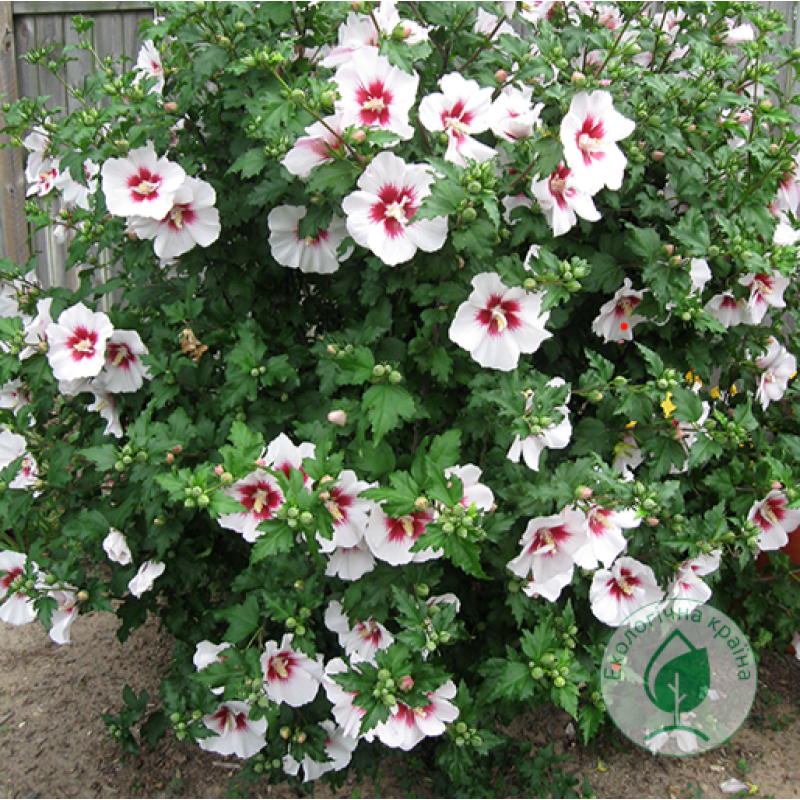 Гібіскус деревовидний белый