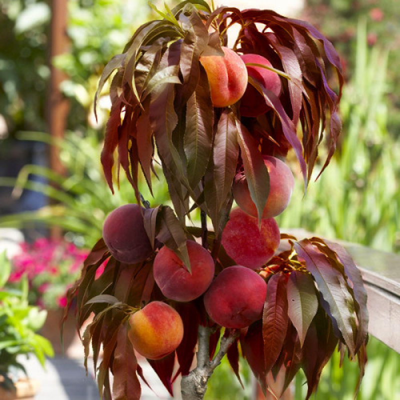 Персик колоновидний Бургунді Персик колоновидний Бургунді