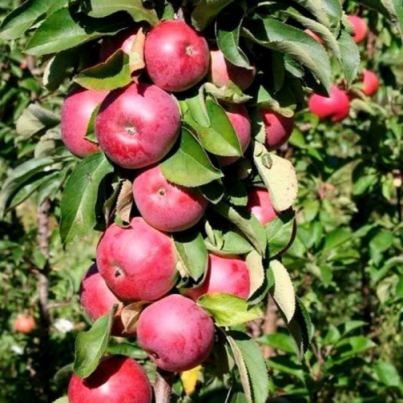 Яблуня колоновидна Тамара Яблуня колоновидна Тамара