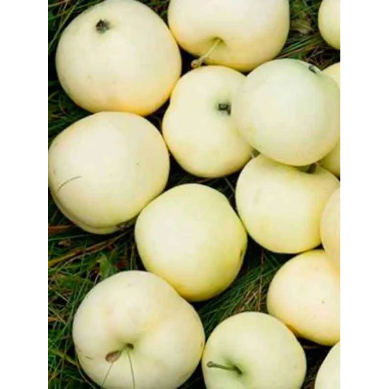 Яблуня колоновидна Білосніжка Яблуня колоновидна Білосніжка