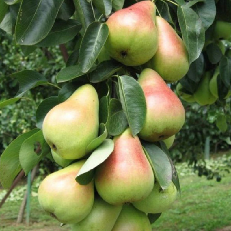 Груша колоновидна Павлівська Груша колоновидна Павлівська