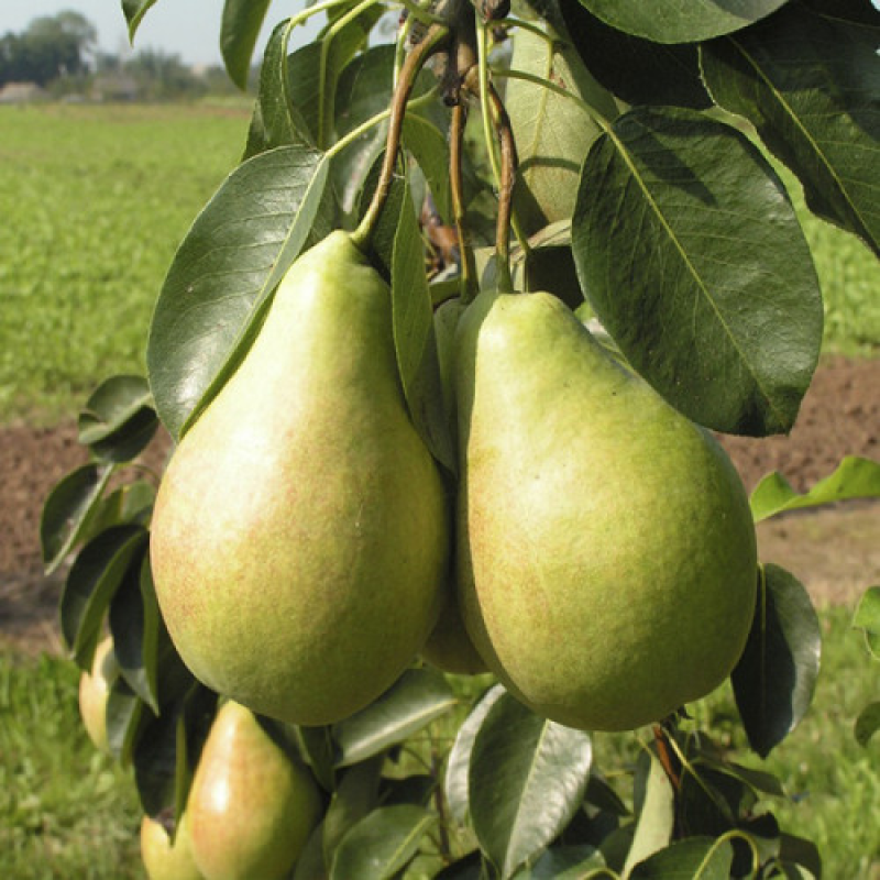 Груша колоновидна Г-3