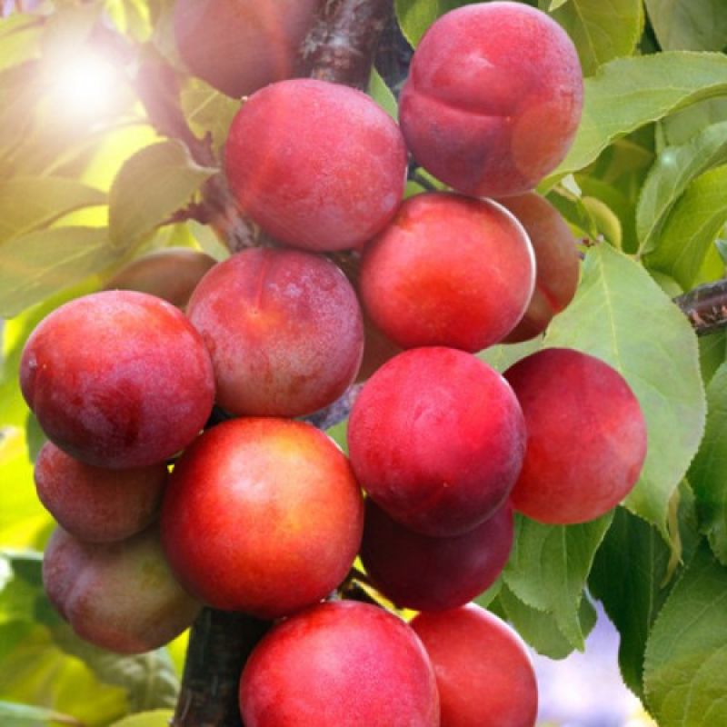 Слива колоноподібна Імперіал Слива колоноподібна Імперіал