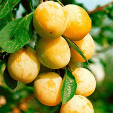 Слива колоноподібна Мірабель