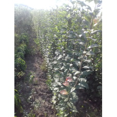 Слива колоноподібна Анже