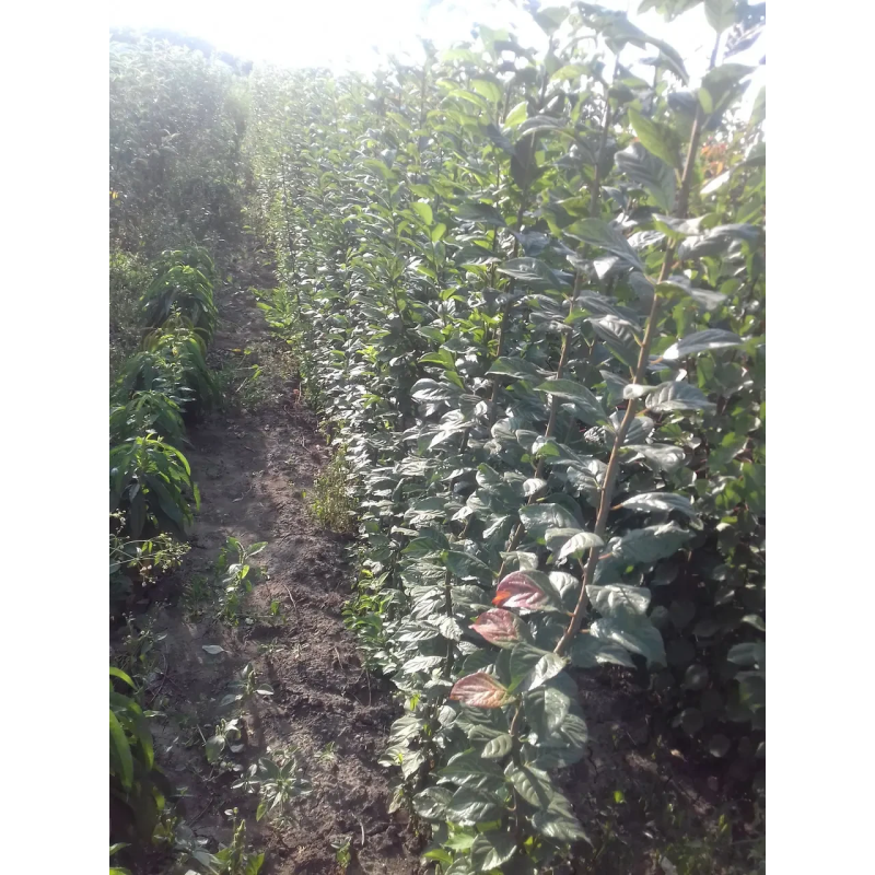 Слива колоноподібна Анже