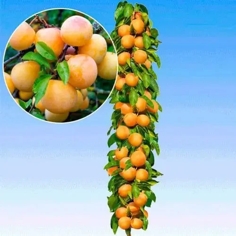 Слива колоноподібна СВІТАБЕЛЬ