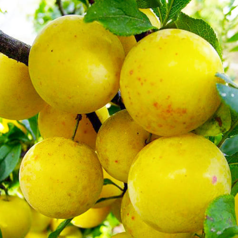 Слива колоноподібна Біла Медова