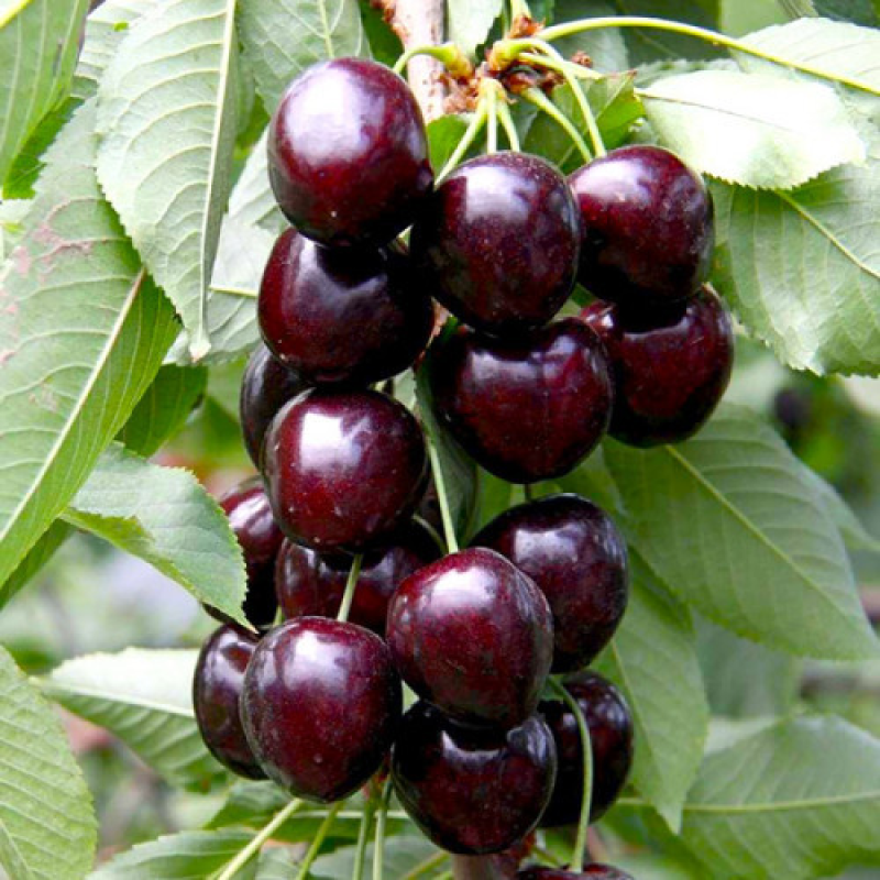 Колоновидна черешня Хелена