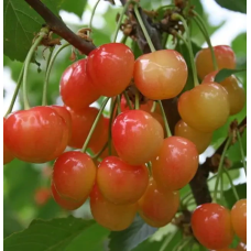 Колоновидна черешня Мертон Глорі