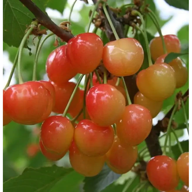 Колоновидна черешня Мертон Глорі