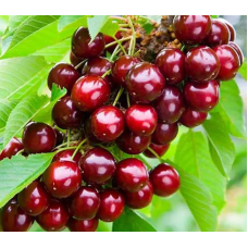 Колоновидна черешня Квін Мері