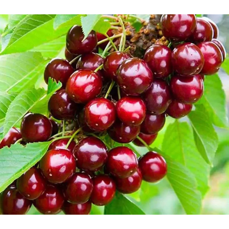 Колоновидна черешня Квін Мері