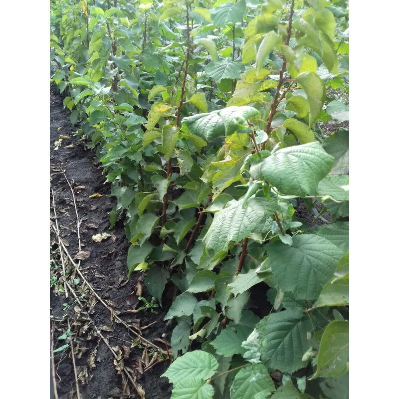 Абрикос колоновидний Зоряний