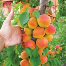 Абрикос  колоновидний Санни