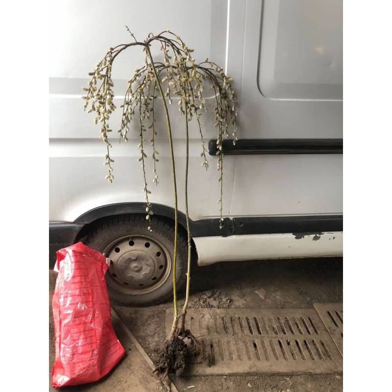 Вебра Козья