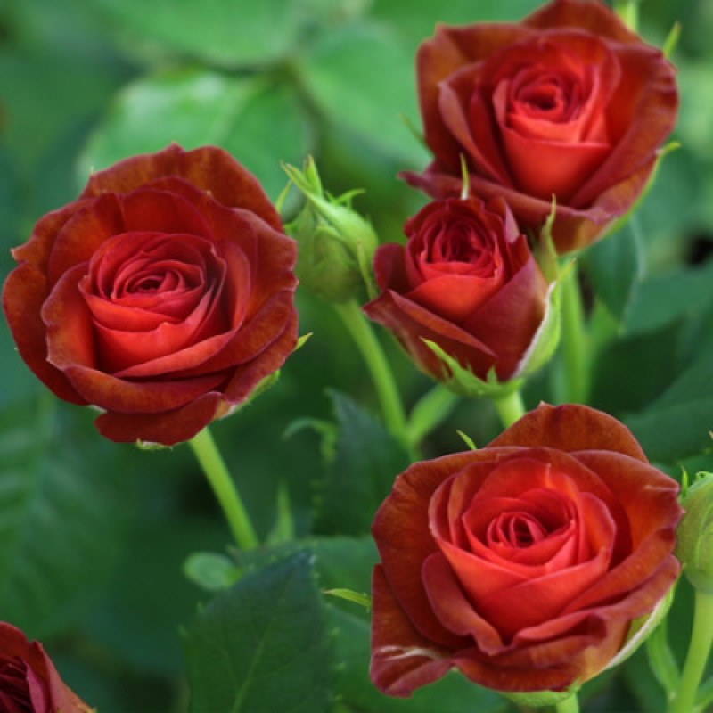 Троянда на штамбі 2 щеплення Браун Шугар