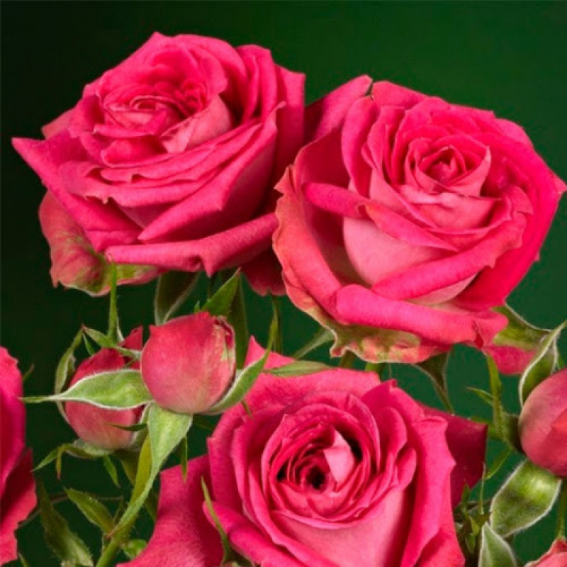 Троянда на штамбі 2 щеплення Меджик Пепіта