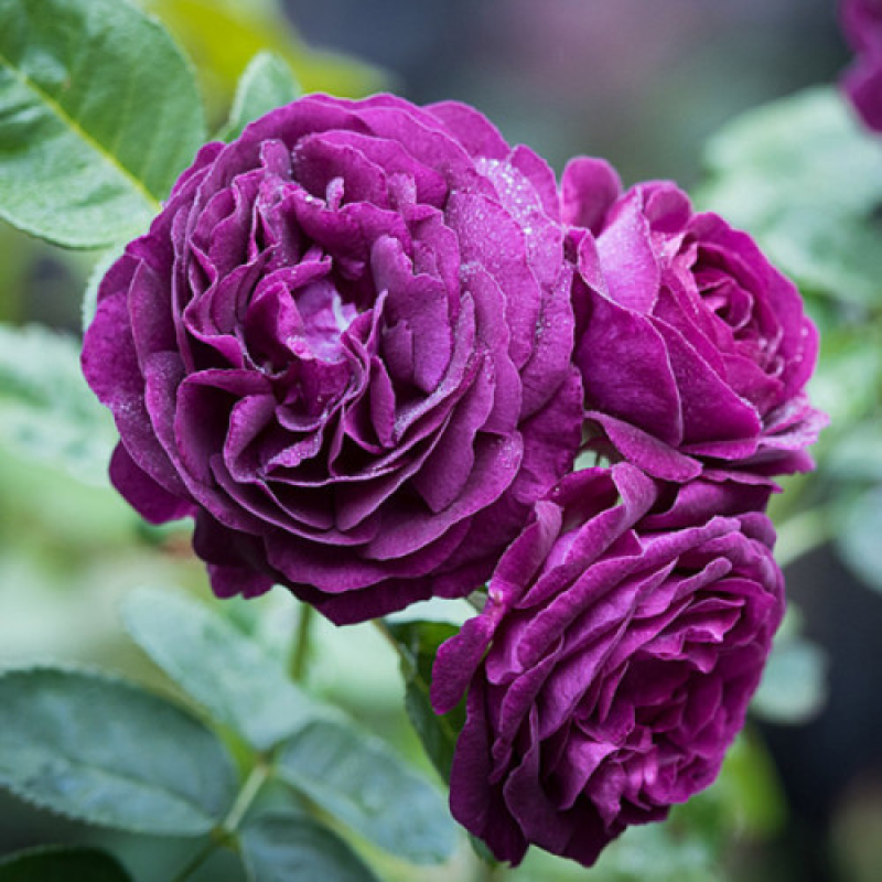 Троянда на штамбі 2 щеплення Ньою Ейдж