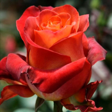 Троянда на штамбі 1 щеплення Кава Брейк